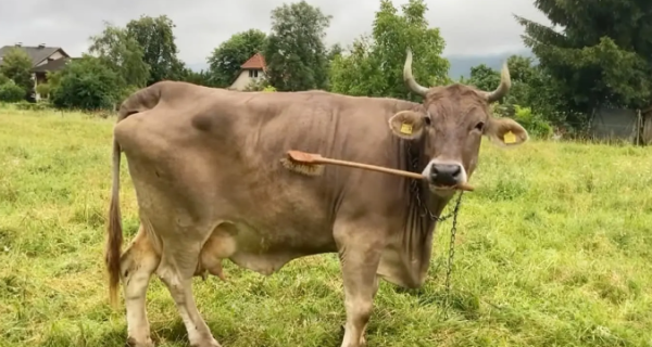 Vaca na Áustria usa vassoura e surpreende cientistas