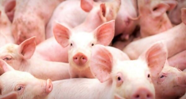 Mercado de suínos inicia 2026 com queda, mas exportações sustentam otimismo, aponta Itaú BBA