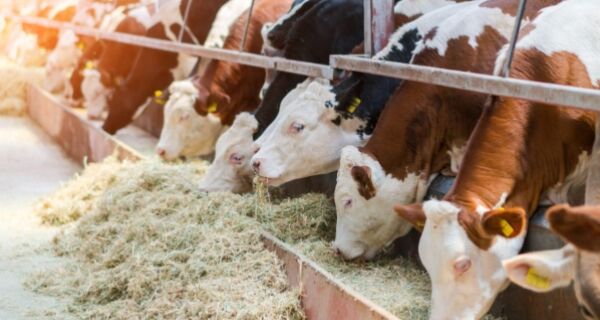 Do campo à mesa: como o manejo nutricional dos grãos influencia a cadeia da carne
