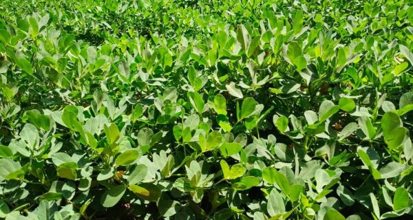 Semadesc fomenta cadeia do amendoim em MS, que deve crescer até 823% em produção