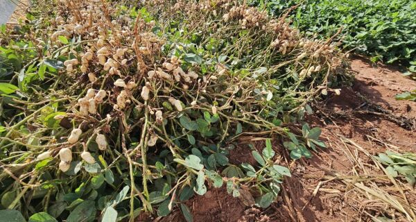 Expansão do amendoim atrai indústria de beneficiamento para Nova Alvorada do Sul