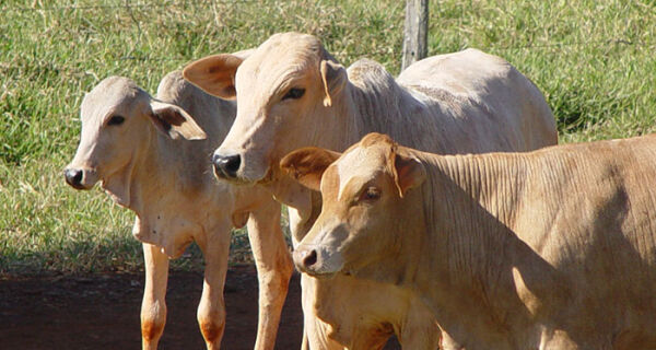 Bezerro opera em patamar elevado, com preço real de R$ 14,88/kg