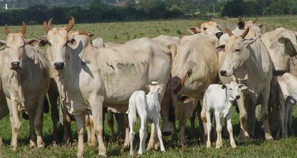 Preços do bezerro sobem e se aproximam do pico de 2021, de R$ 17,68/kg