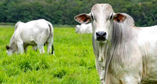 Demanda aquecida na virada para março e oferta restrita mantêm preços do boi gordo estáveis