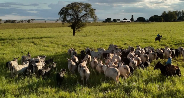 Mesmo com consumo lento, preferência por cortes traseiros mantém o mercado firme