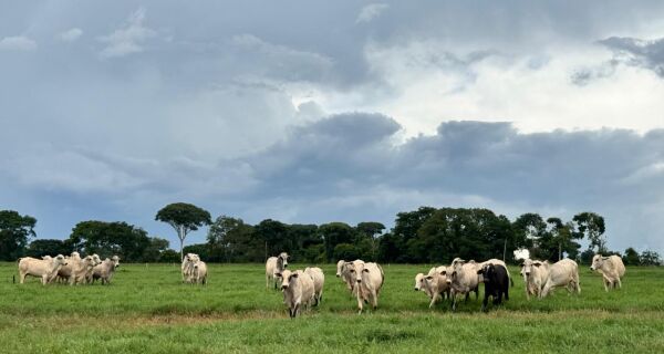 Pasto é dinheiro: conheça a estratégia para produzir a arroba mais barata de 2026