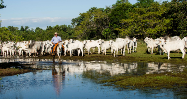 Abate de bovinos, suínos e frangos cresce no 4° trimestre de 2025