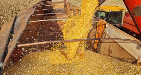 Exportação de DDG à China pode impactar mercado interno de Mato Grosso do Sul