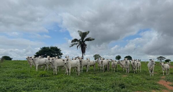 Planejamento e estratégias nutricionais garantem rentabilidade com o descarte de fêmeas