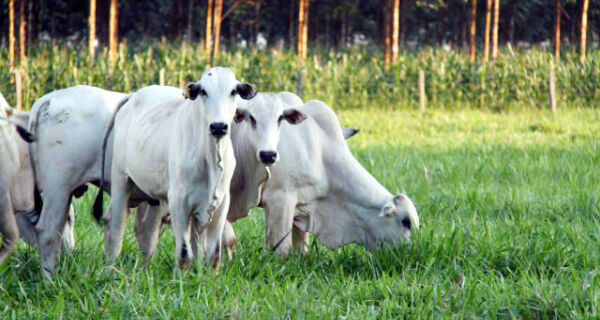 Expectativa é de alta na arroba nos próximos dias por conta do forte ritmo das exportações