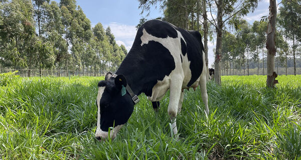 Prova de Leite a Pasto vai selecionar as melhores novilhas zebuínas leiteiras