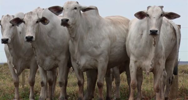 Mercado físico do boi gordo atravessa período de maior firmeza em 2026