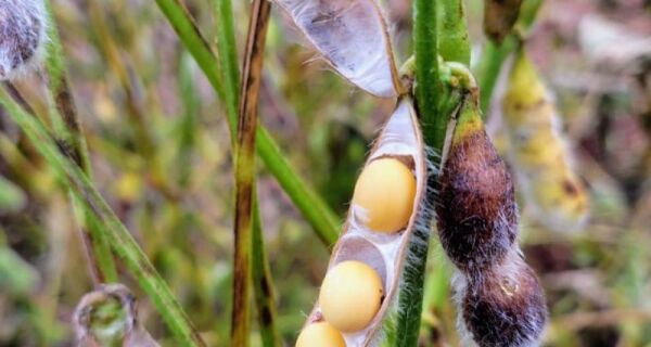 Colheita da soja avança em Mato Grosso do Sul e já alcança 27,7% da área acompanhada