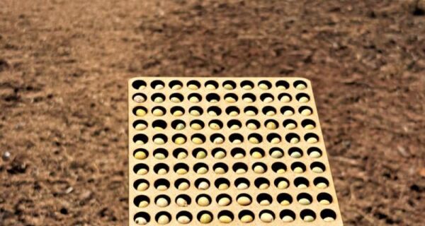 Colheita da soja alcança 6,2% e plantio do milho atinge 5,8% em MS