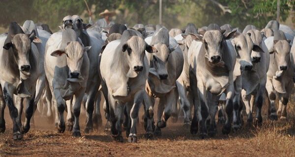 Vaca gorda tem preço maior na Capital e boi gordo em Dourados