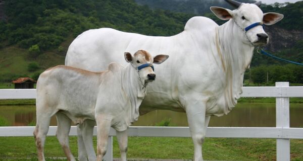 Bezerro segue fortalecimento de preços e arroba em estabilidade