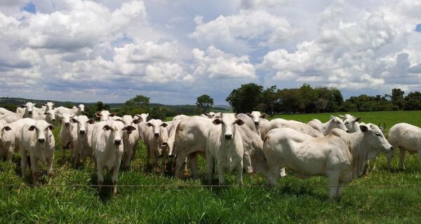 Na média nacional, arroba avança 4,49% em fevereiro