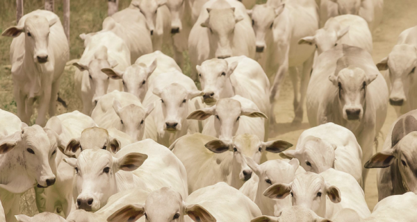 Mercado físico do boi gordo volta a dar sinais de firmeza, mostra análise da Agrifatto