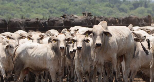 Mercado do boi abre a semana "travado", mas preços da arroba seguem firmes