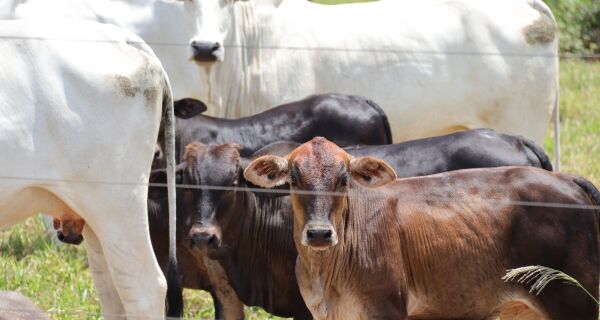 Preço do bezerro em MS sobe 20% em um ano