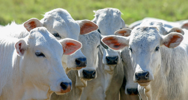 Governo amplia acesso ao crédito para melhoramento genético da pecuária sustentável