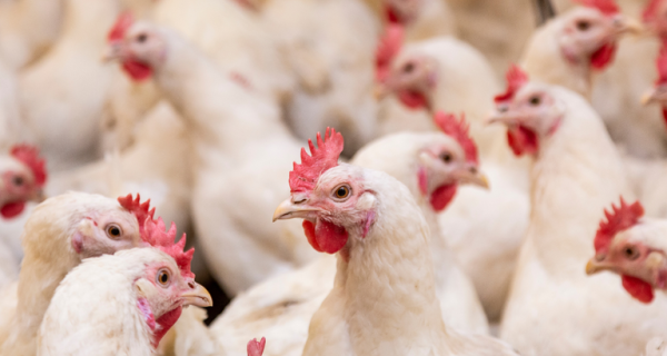 Mapa prorroga por mais 180 dias o estado de emergência zoossanitária por gripe aviária