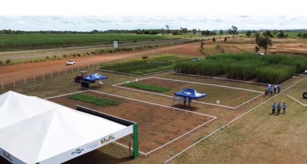 Jornada técnica na Expocanas destaca diversificação em solos arenosos