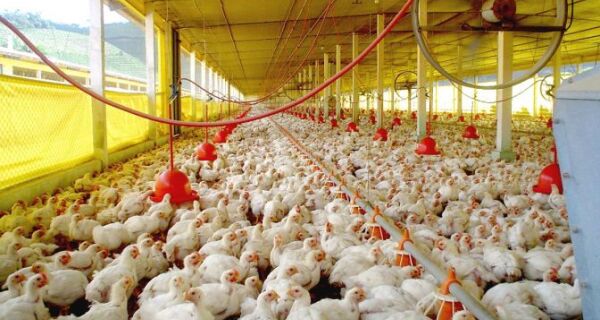 Iagro abre consulta pública para controle e monitoramento da Salmonella em aviários