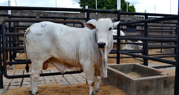 Dois leilões abrem o circuito de negócios da Expogrande 2026 neste sábado