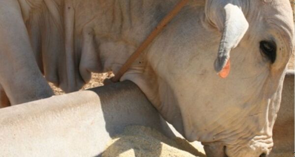 Em 2025, a pecuária do Brasil registra a maior produção de sua história