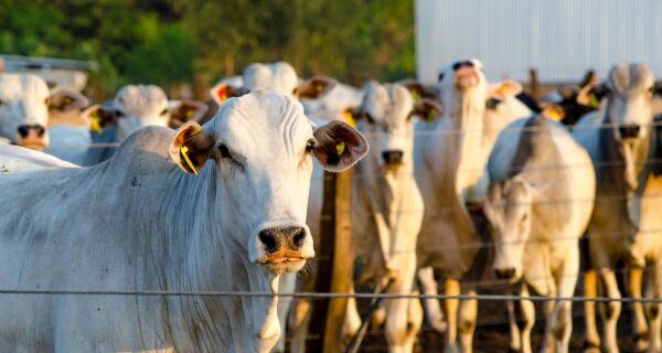 Números confirmam que pecuária de corte tem conseguido produzir mais com menos espaço