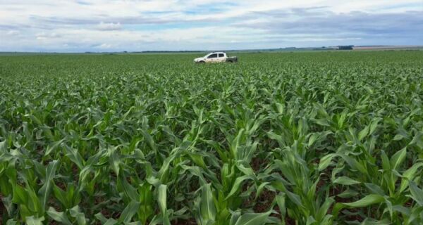 Estimativa aponta produção de cerca de 11 milhões de toneladas de milho na segunda safra em MS