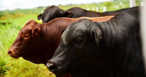 Produtores que adotam gestão técnica atravessam ciclo pecuário com maior margem