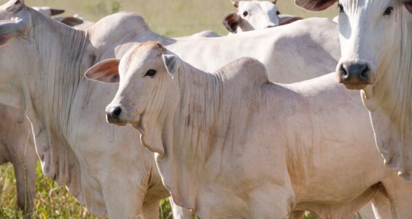 Novilhas ganham mais peso nos ganchos dos frigoríficos, marcando uma mudança de padrão no País