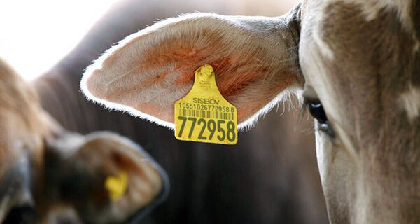 Rastreabilidade bovina pode virar ativo valorizado antes de 2032