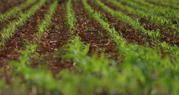 Colheita da soja avança em MS e plantio do milho já supera 75%, aponta Aprosoja-MS