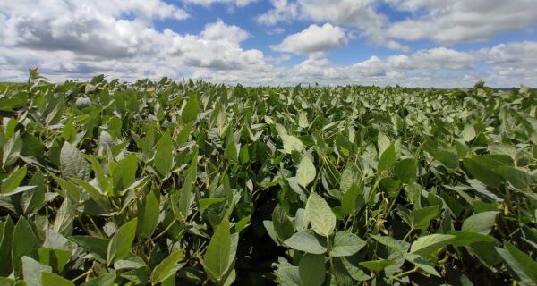 Safra de Grãos está estimada em 353,4 milhões de toneladas no ciclo 2025/26