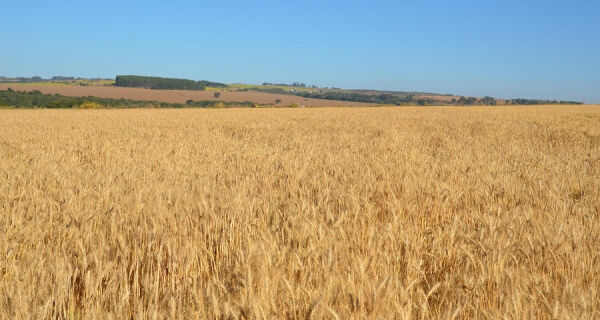 Vai plantar trigo safrinha no Brasil Central? Fique atento às recomendações da pesquisa