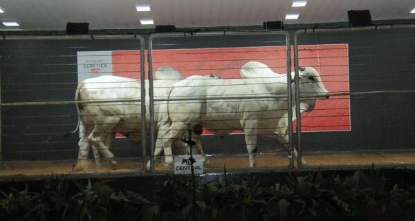 Leilão Reserva Especial CFM movimenta R$ 1,63 milhão, na Expogrande