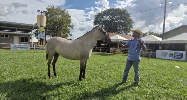 Expogrande terá julgamento da raça cavalo pantaneiro nesta quinta-feira; leilão acontece no dia 18