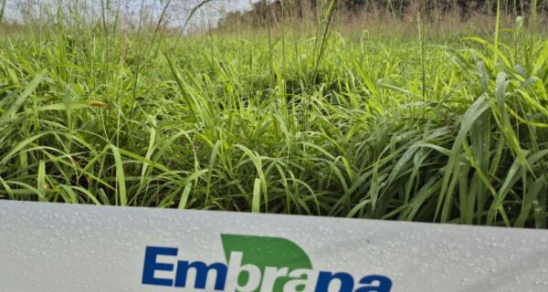 Antecipasto resulta em disponibilidade e qualidade de pasto no inverno