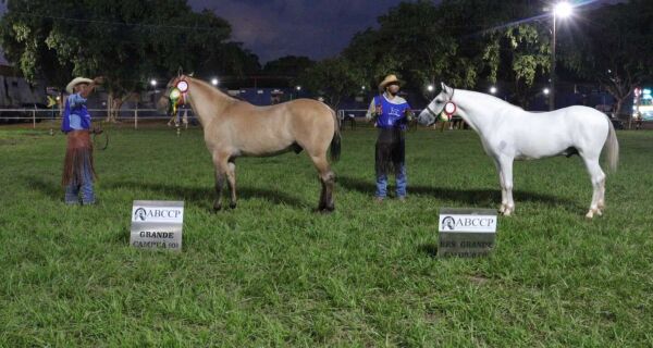 Bentevi do Rancho Viola é o grande campeão cavalo pantaneiro da Expogrande