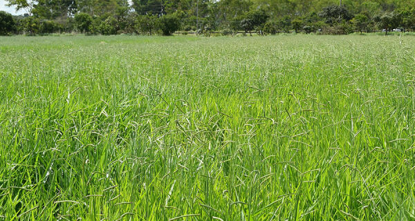 Primeira cultivar brasileira de Brachiaria decumbens chega ao mercado