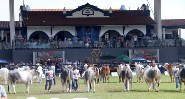 ExpoZebu 2026 terá eleições, registro histórico e premiações nas raças zebuínas