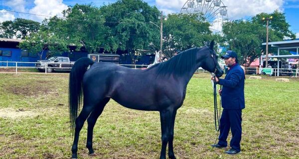 Genética de MS domina pódio no julgamento de cavalos árabes e animais de Maracaju ganham destaque