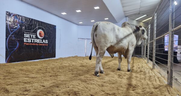 Circuito de leilões da Expogrande tem nova rodada a partir desta quarta