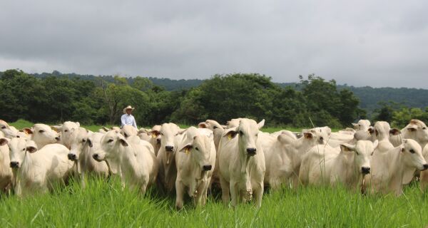 Agro lidera as exportações de Mato Grosso do Sul