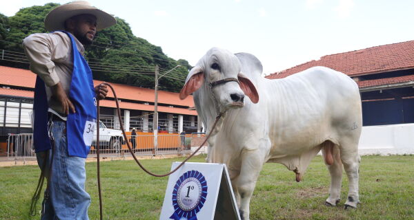 Oluca FIV TJG é o grande campeão tabapuã da Expogrande 2026