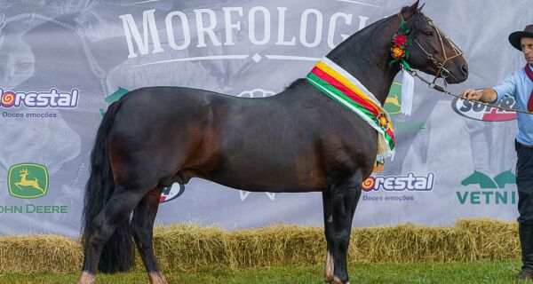 Melhor Exemplar na Passaporte em Campo Grande impressiona jurados por potência e estrutura