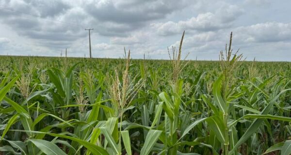 MS: Milho ganha protagonismo e reforça papel estratégico no agro brasileiro